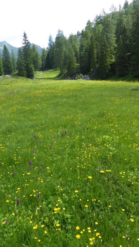 quale Dachtylorhiza ?......Passo Staulanza